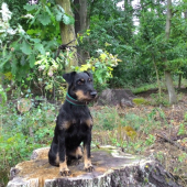 Olie z Břežanských strání