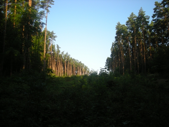 Borovice