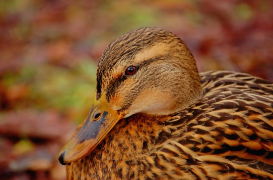 Kač - kač -kačena