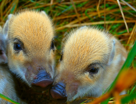 Decembrové prasiatka