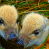 Decembrové prasiatka