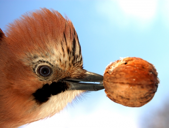 Prichytená zlodejka