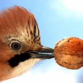 Prichytená zlodejka