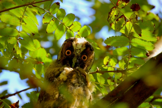 Hypnotizujúci pohľad