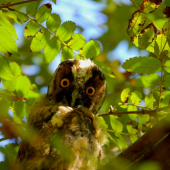 Hypnotizujúci pohľad