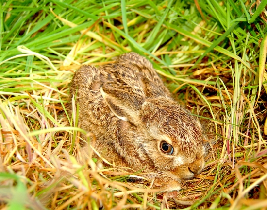 Smelý zajko z Nemecka