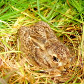 Smelý zajko z Nemecka