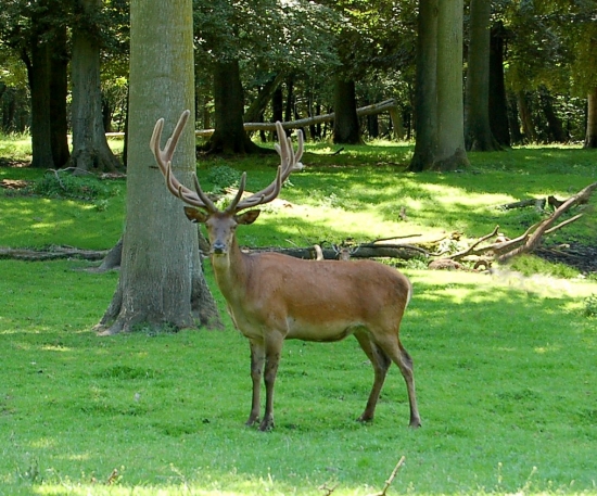 Hessenský krásavec