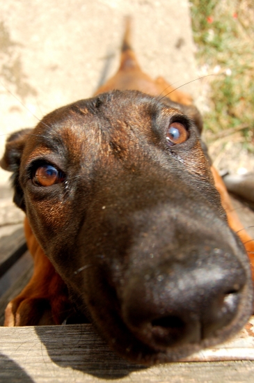 Pes priateľ človeka