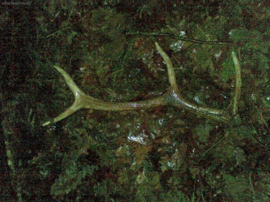 osmačik ale vlanajši