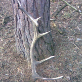 moj največši vlani