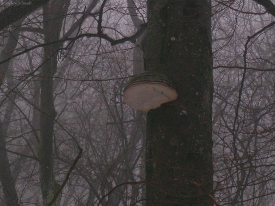 čoskoro posluži ako posed