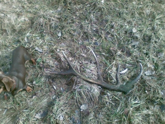 najdeny dnes ale vlanajši