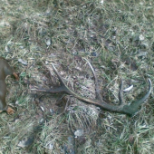 najdeny dnes ale vlanajši