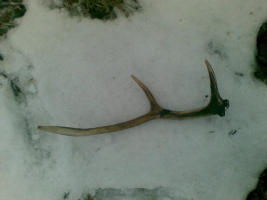 najdeny toho roku ale vlanajši