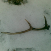 najdeny toho roku ale vlanajši