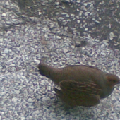jarabica