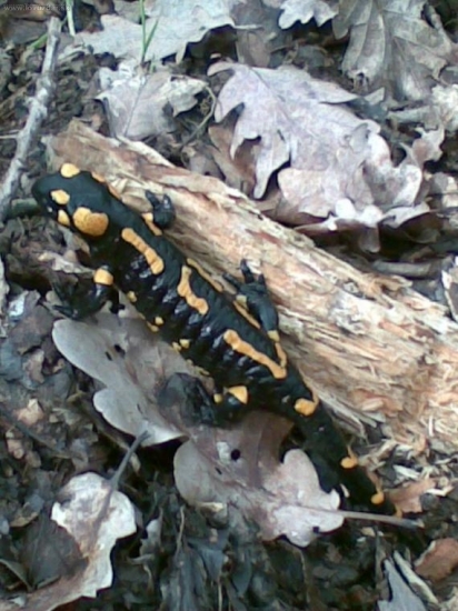 salamandra