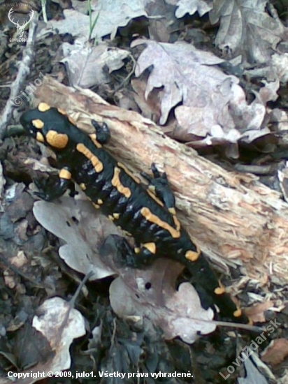 salamandra