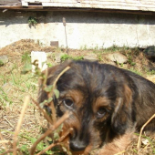 Ambra