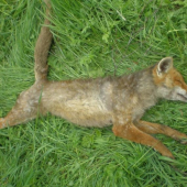 Ranní lišák-prašivina