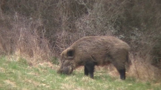 trebalo zazit