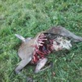 Ráno strhnuté šmola