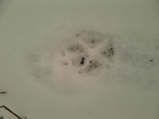 canis lupus