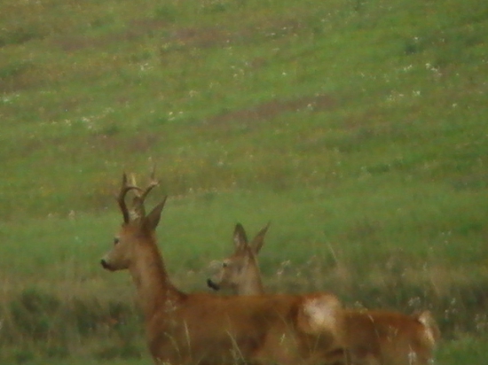 ruja2016