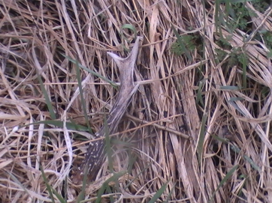 na ceste za srncami 1