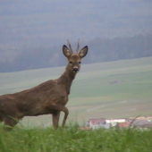 kuk