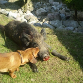 idol je  spodtribča