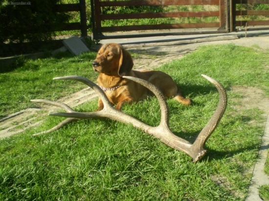 stesticko