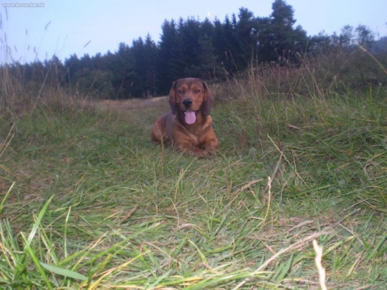 albsky brakyr jezevcikovyty