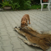 co sa v mladi nauci ve stari najde