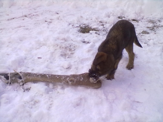 Krys- a jeho zatial hračka ?