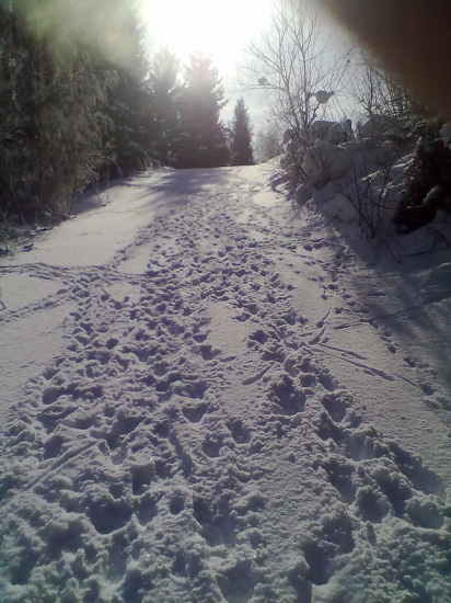 Srnky a vysoká ma vychodenú svoju  cestyčku ku krmelcu