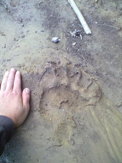 Macko sa bol prejsť