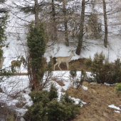 jedna stých lepších