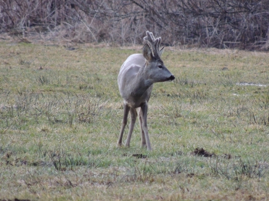 Srnček -ešťe rastú