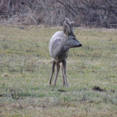 Srnček -ešťe rastú