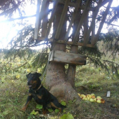 cezar