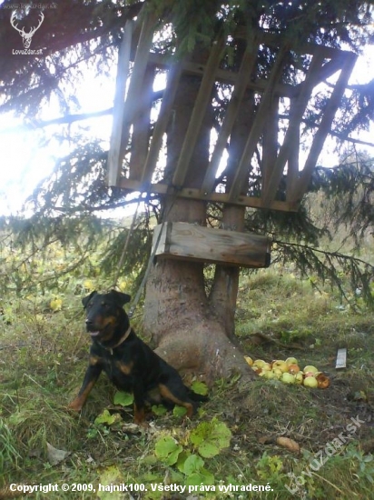 cezar