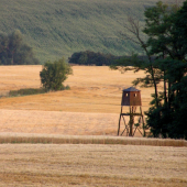 Cez ruju.