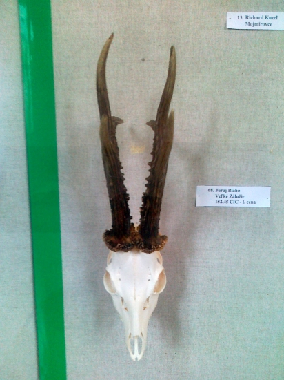 Najlepšia srnčia trofej na CHP vNitre vek 4 roky.