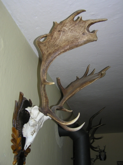 Montáž danielych zhodov na lebke mladeho daniela