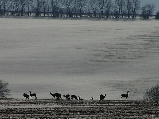 Srnčia zver v zime