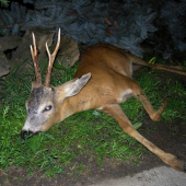 Dnes večer som mal šťastie.