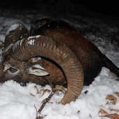 Prvý muflón.Ďakujem Diana!