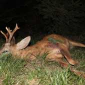 Otcovi včera prialo šťastie, starý pánko, váha 34kg.